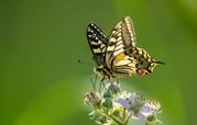 Mark Watson - Swallowtail